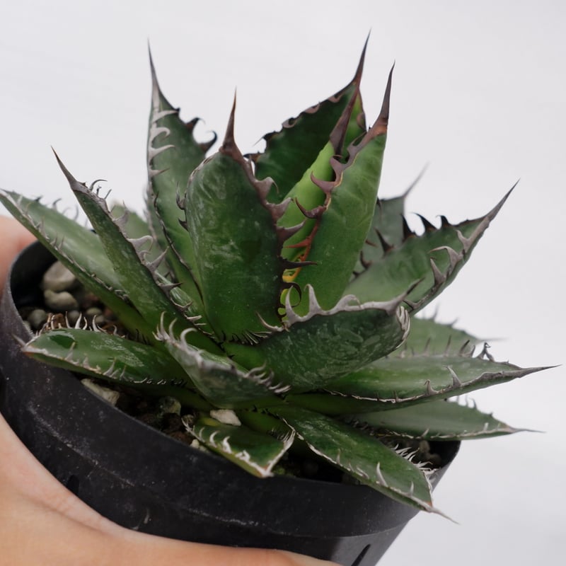 アガベ ホリダ 022 Agave horrida 強棘 | Sunny Branch