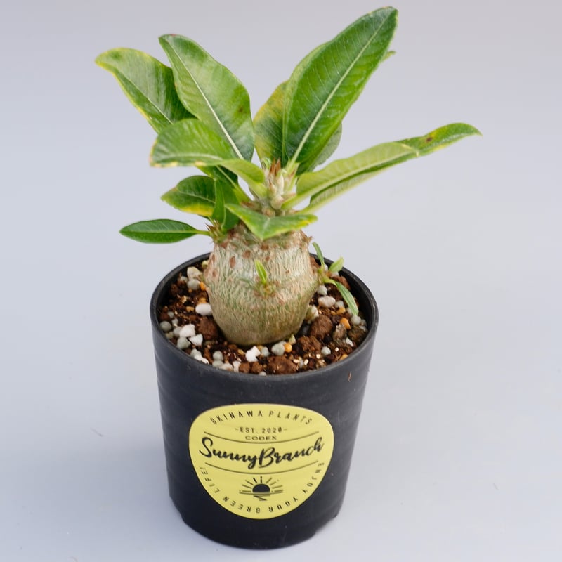 ウィンゾリー　実生 パキポディウム ウィンゾリー 実生株 014 Pachypodium windsorii