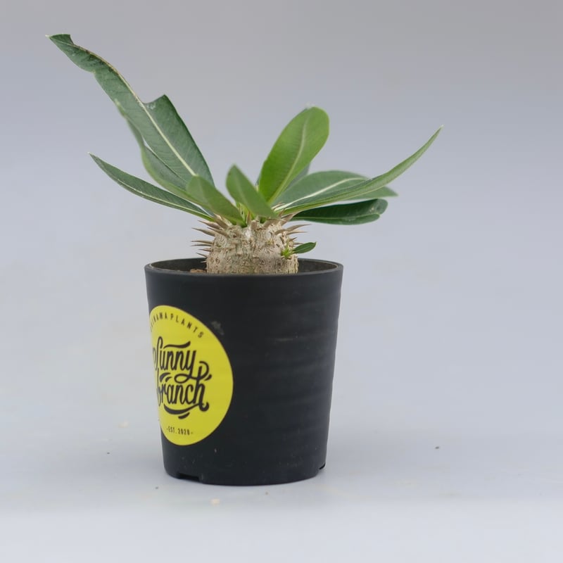 パキポディウム エニグマチカム 実生株 Pachypodium enigmaticum 010