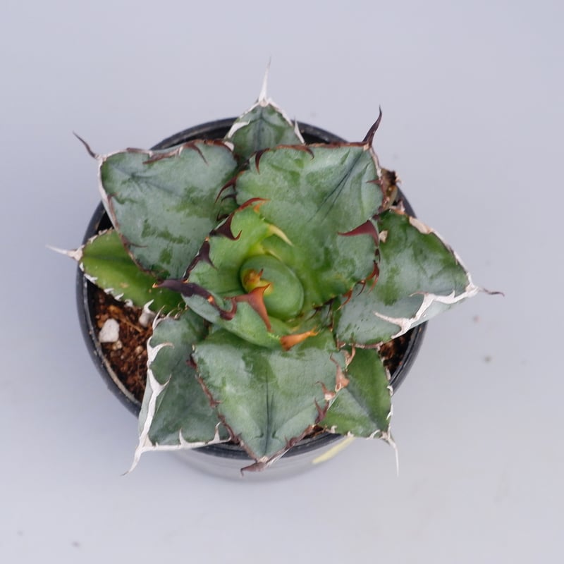 アガベ チタノタ ブラックアンドブルー Agave titanota BB 066 | Sun