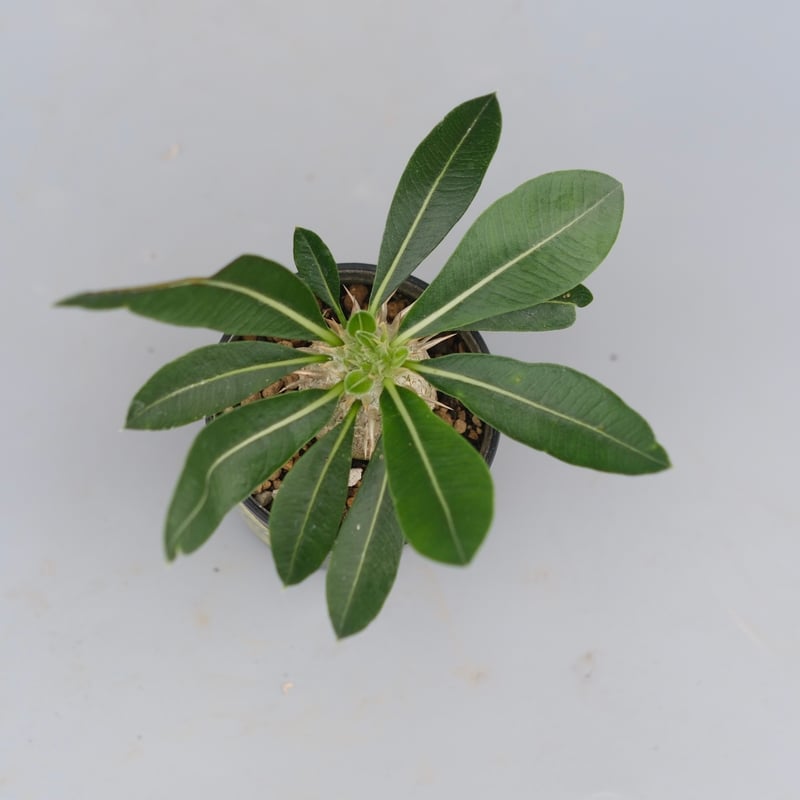 パキポディウム エニグマチカム 実生株 Pachypodium enigmaticum 010