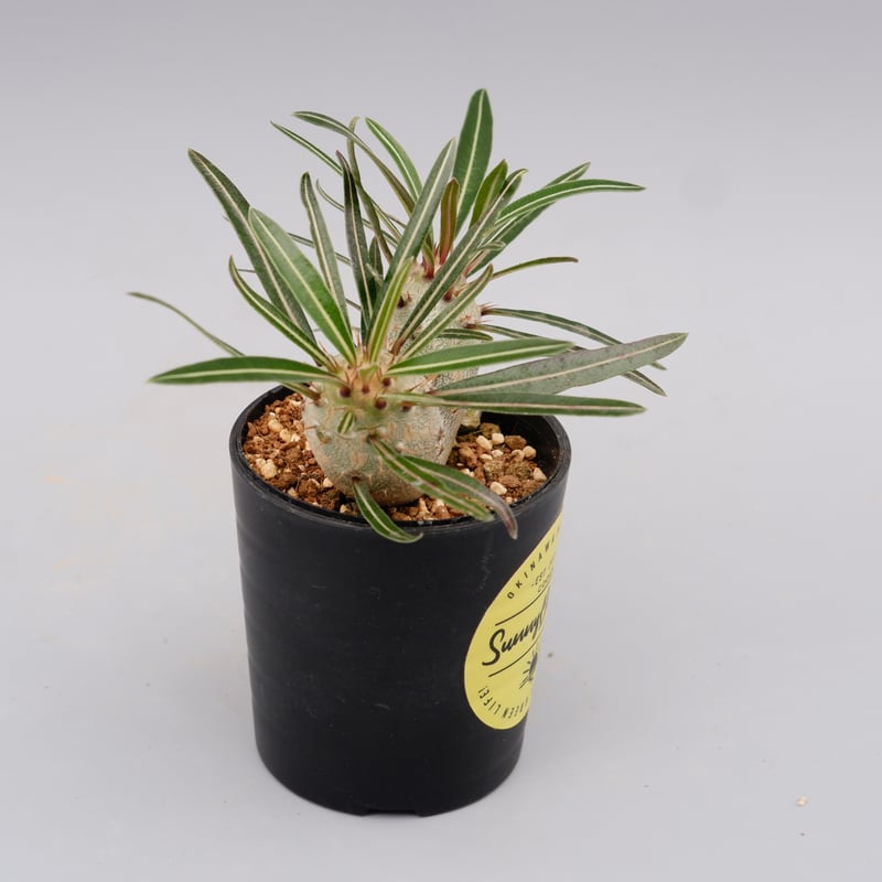 パキポディウム カクチペス 実生 双頭株 007 Pachypodium cactipes |