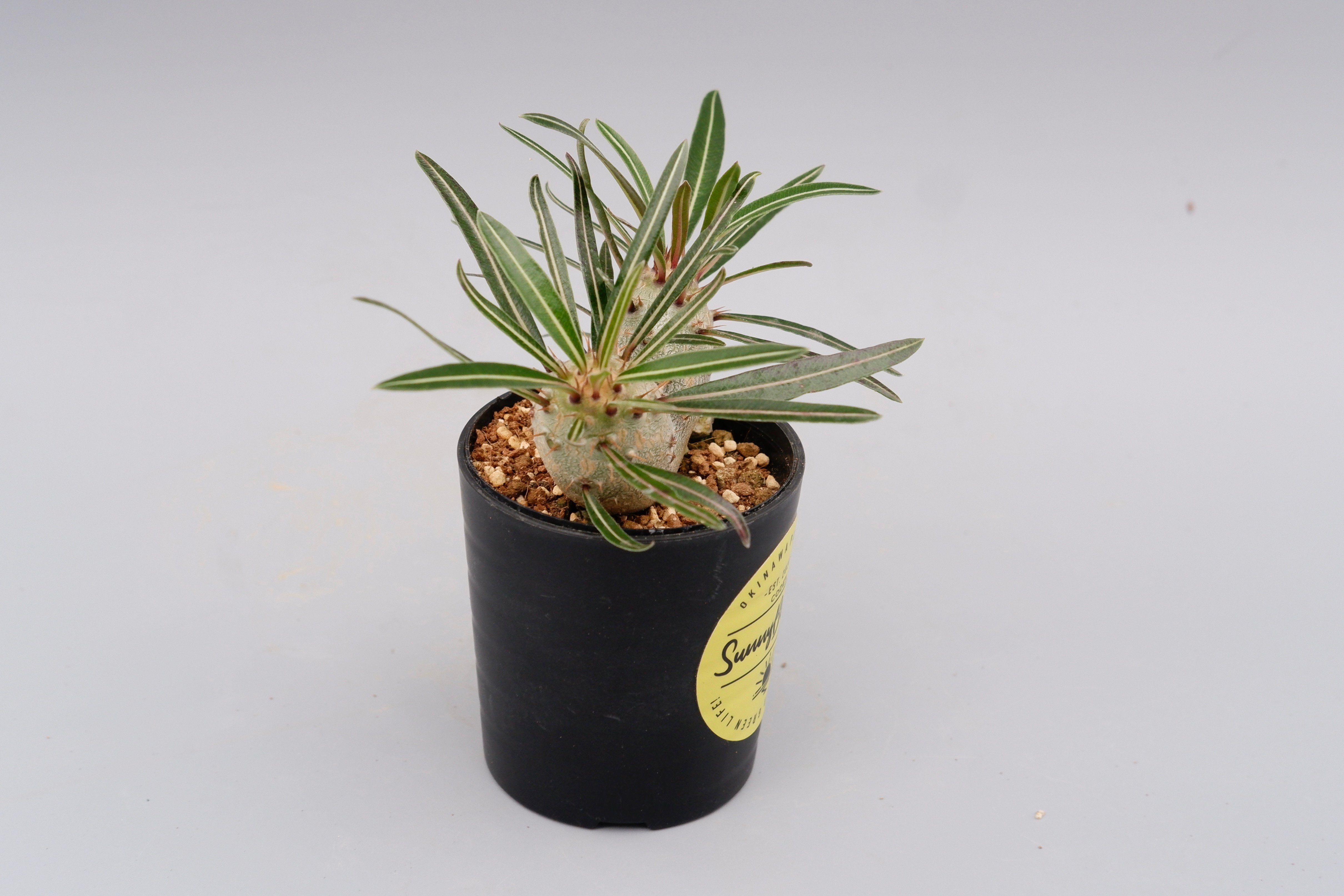 パキポディウム カクチペス 実生 双頭株 007 Pachypodium cactipes |