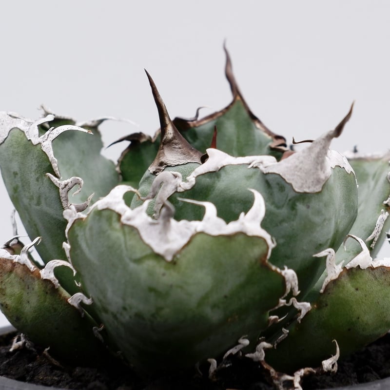 アガベ チタノタ 白鯨 019 Agave titanota white whale | S