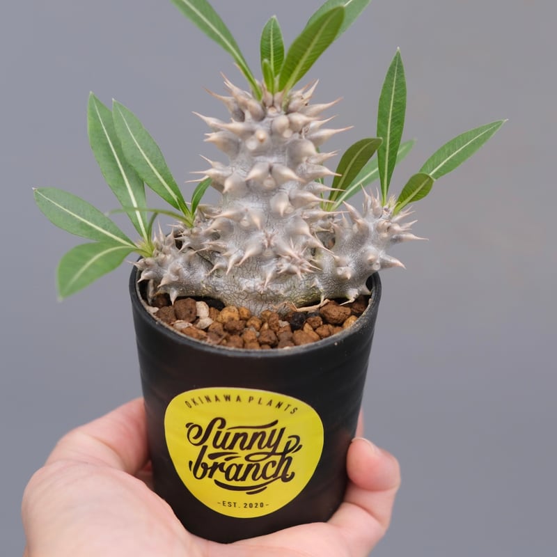 パキポディウム 不明種 Pachypodium パキポディウム ホロンベンセ 実生株 004 Pachypodium