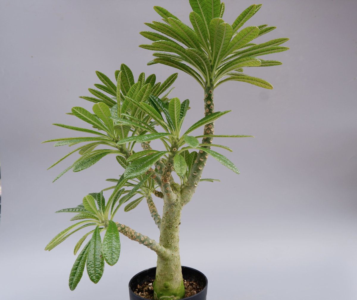 ドルステニア ギガス026 Dorstenia gigas | Sunny Branch