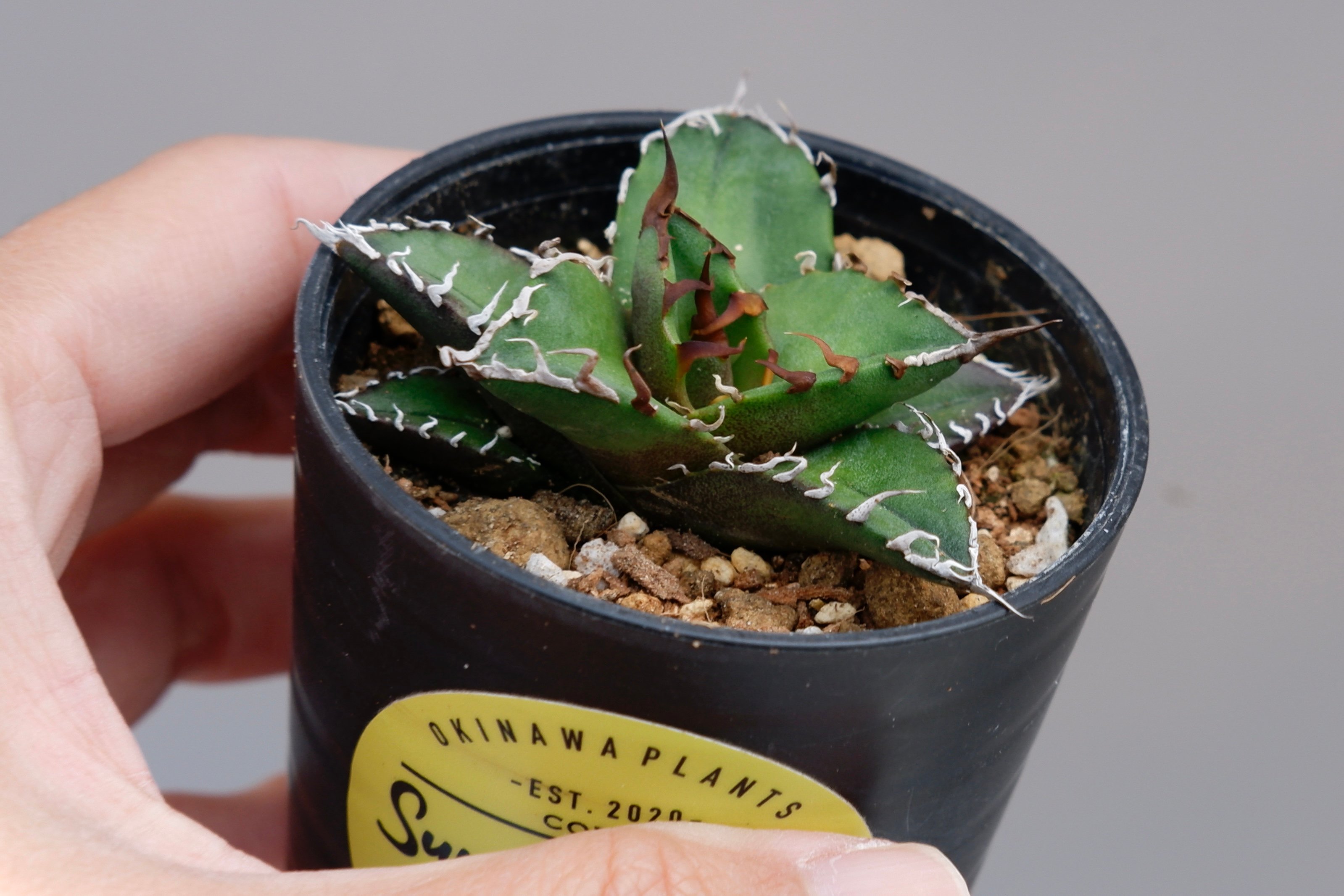 アガベ チタノタ シーザー Agave titanota caesar 096 | Sunny