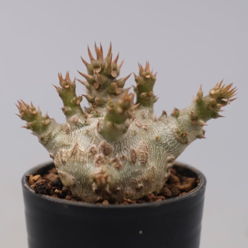 ウィンゾリー　　現地株 パキポディウム ウィンゾリー 実生株 128 Pachypodium windsorii |