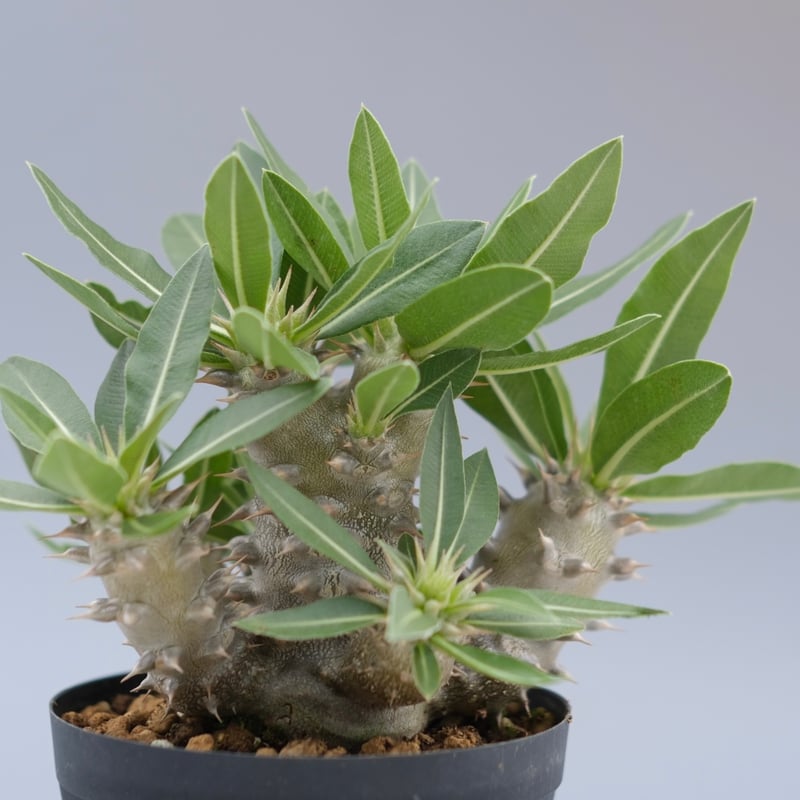 パキポディウム ロスラーツム 実生株 016 Pachypodium rosulatum ve