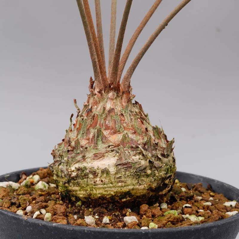 ザミア フロリダーナ 005 Zamia floridana 蘇鉄 | Sunny Branch