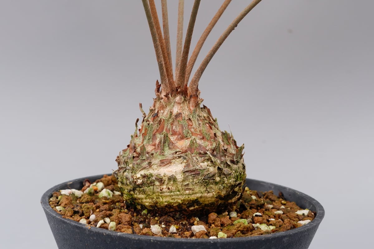 ザミア フロリダーナ 005 Zamia floridana 蘇鉄 | Sunny Branch