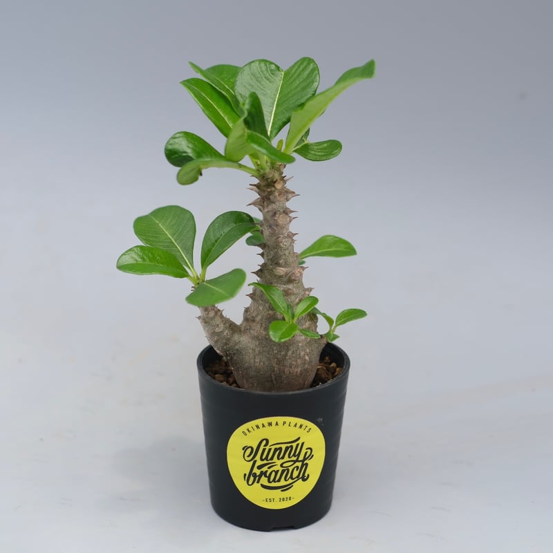 パキポディウム ウィンゾリー 実生株 055 Pachypodium windsorii |