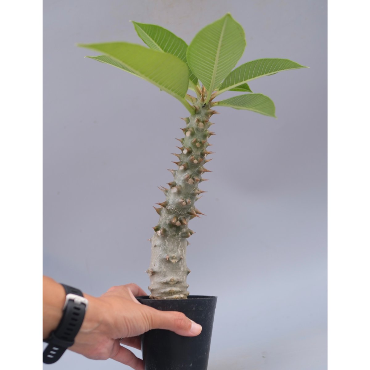 パキポディウム バロニー実生株043 Pachypodium baronii | Sunny