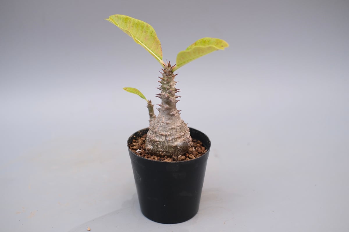 パキポディウム ウィンゾリー 実生株 125 Pachypodium windsorii |