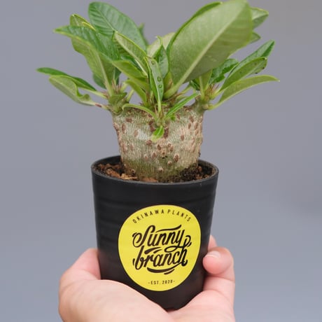 パキポディウムウィンゾリー | STORES