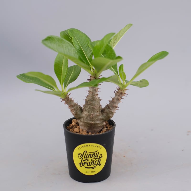 パキポディウム ウィンゾリー 実生株 060 Pachypodium windsorii |