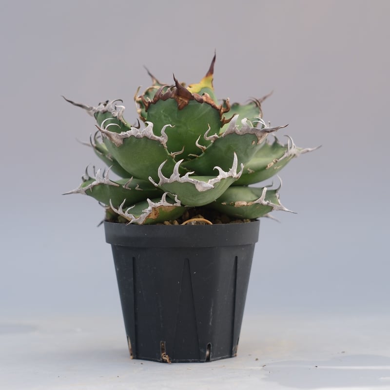 アガベ チタノタ シーザー Agave titanota caesar 192 | Sunny