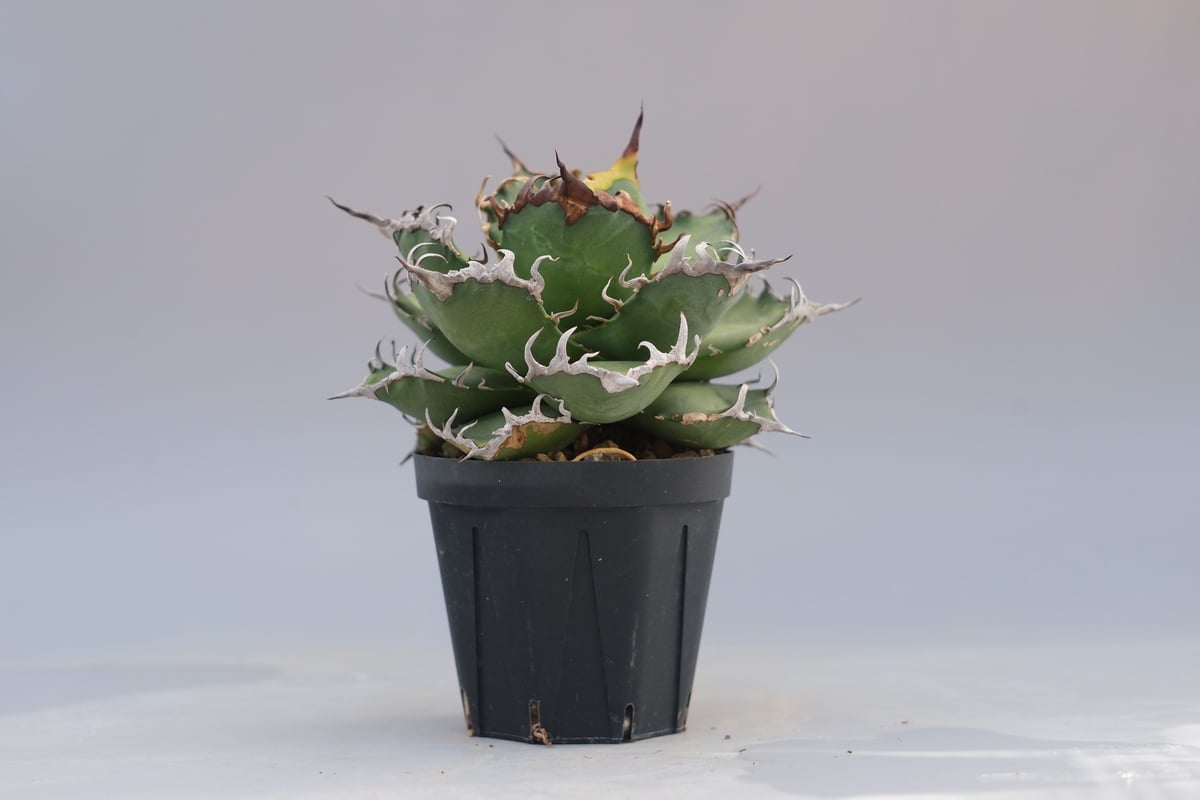 アガベ シーザー 親株 (検 Caesar アガベ チタノタ アガベ チタノタ シーザー Agave titanota caesar 192 | Sunny