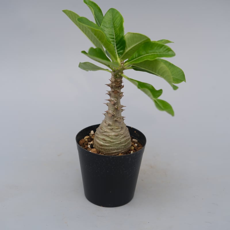 パキポディウム ウィンゾリー 実生株 076 Pachypodium windsorii |