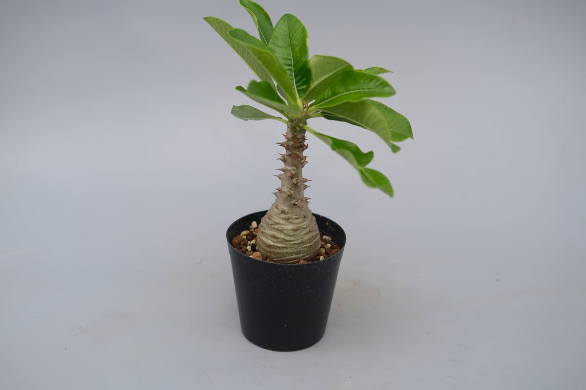 開花株　パキポディウム　ウィンゾリー　有望株 パキポディウム ウィンゾリー 実生株 076 Pachypodium windsorii |