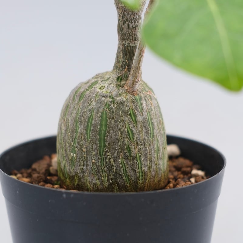 まんまる型 プセウド ボンバックス 050 Pseudobombax ellipticum |