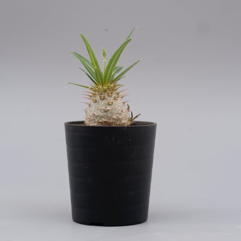パキポディウム グラキリス 実生株 Pachypodium gracilius 048 | S