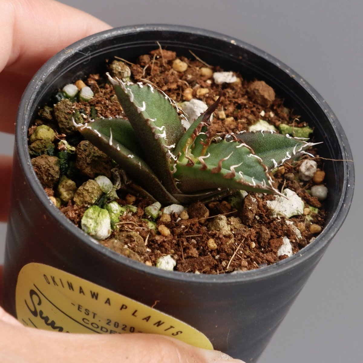 アガベ チタノタ シーザー Agave titanota caesar 031 | Sunny