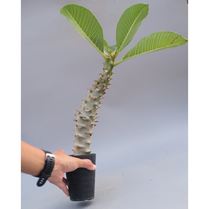 パキポディウム バロニー実生株039 Pachypodium baronii | Sunny