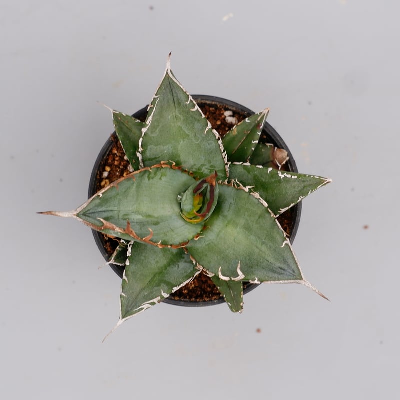 アガベ オテロイ 実生株 Agave oteroi seeding 086 | Sunny