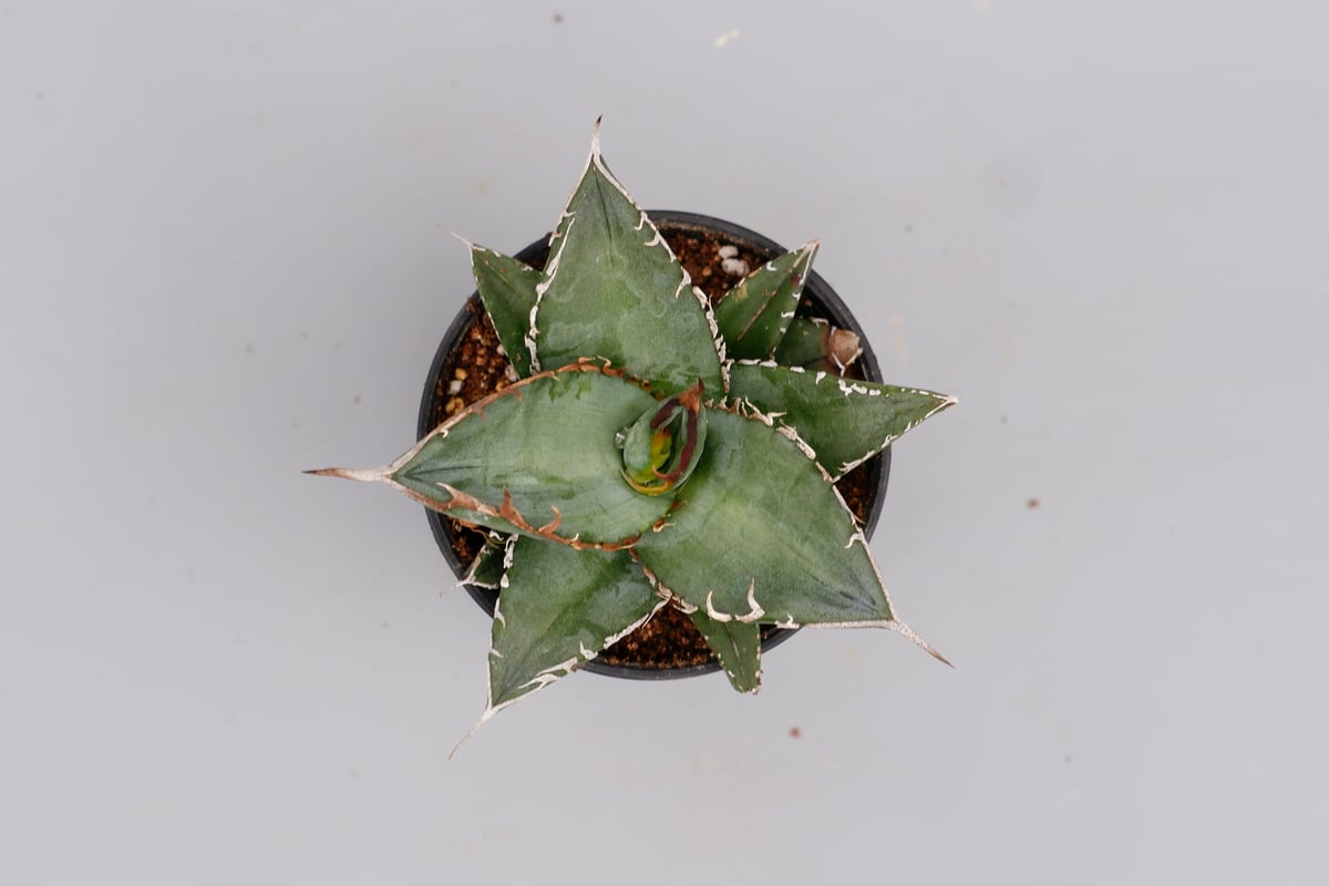 アガベ オテロイ 実生株 Agave oteroi seeding 086 | Sunny