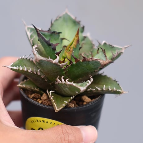 アガベ　チタノタ　レッドキャットウィーズル アガベ チタノタ レッド・キャットウィーズル / Agave titanota 'Red Ca