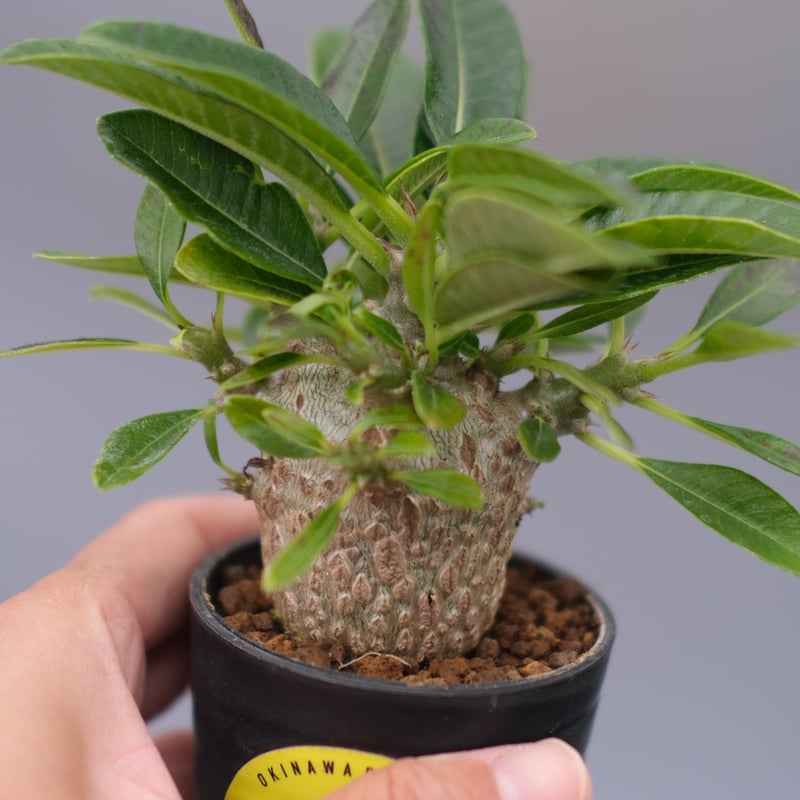 パキポディウム ウィンゾリー 実生株 100 Pachypodium windsorii |