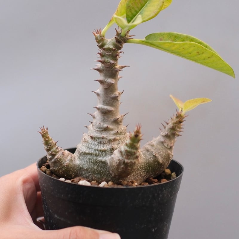 パキポディウム ウィンゾリー 実生株 122 Pachypodium windsorii |