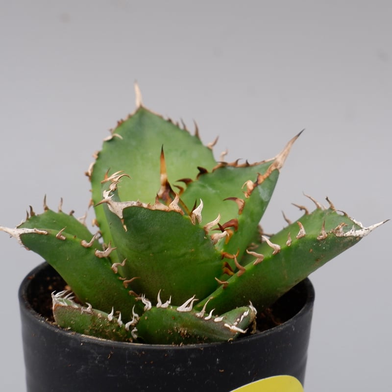 アガベ チタノタ 海王 Agave titanota 海王 007 | Sunny Branch