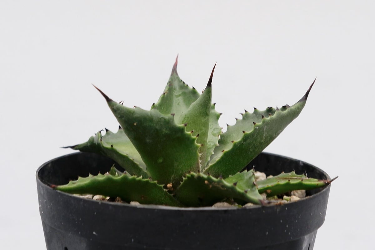 アガベ マグニフィカ アガベ サロモニー・アガベ マグニフィカ 002 Agave salomonii