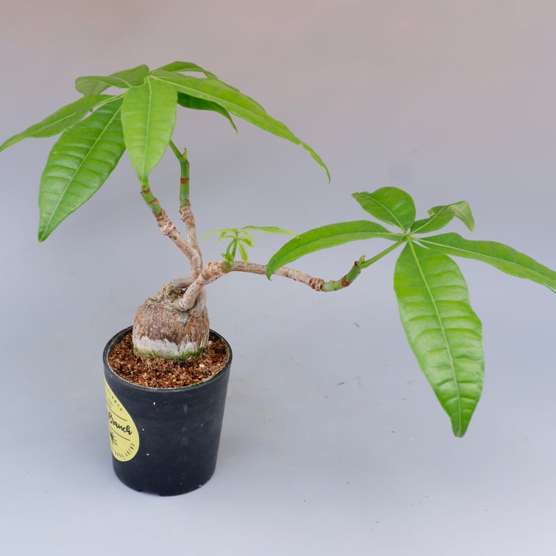 パキラ 曲がり仕立て 014 Pachira | Sunny Branch