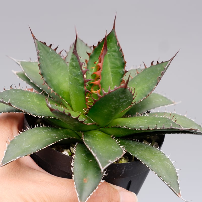 アガベ ホリダ 038 Agave horrida 強棘 | Sunny Branch