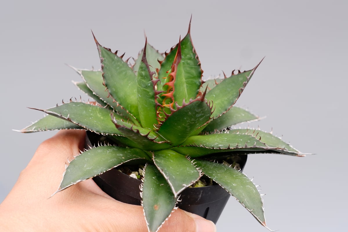アガベ ホリダ 038 Agave horrida 強棘 | Sunny Branch
