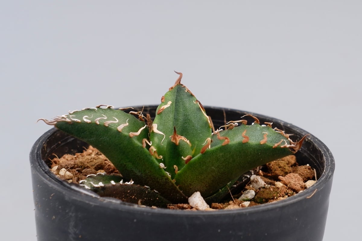 アガベ チタノタ シーザー Agave titanota caesar 098 | Sunny