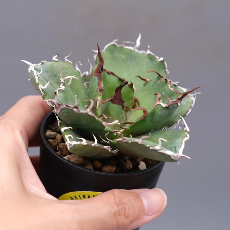 アガベ チタノタ 白鯨 Agave titanota white whale 199 | Su