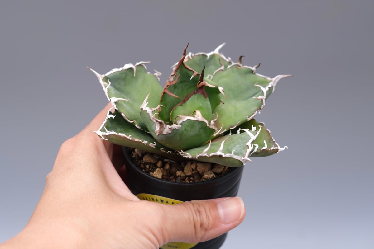 アガベ チタノタ 白鯨 Agave titanota white whale 200 | Su