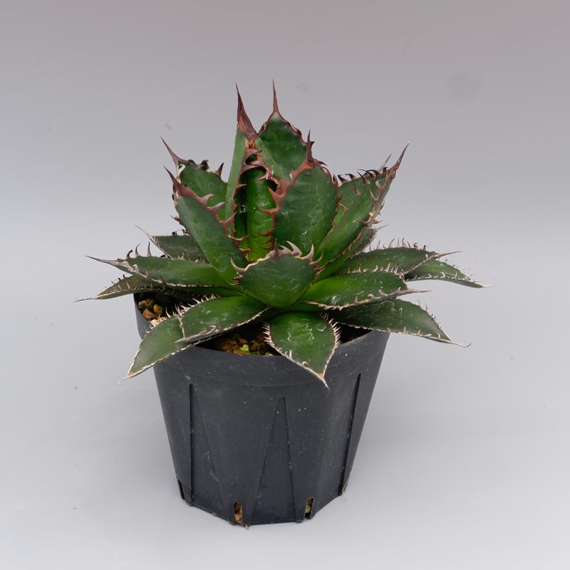 アガベ ホリダ 042 Agave horrida 強棘 | Sunny Branch