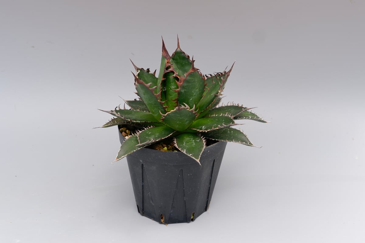 アガベ ホリダ 042 Agave horrida 強棘 | Sunny Branch