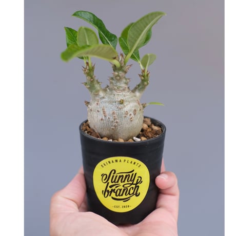 パキポディウムウィンゾリー | STORES