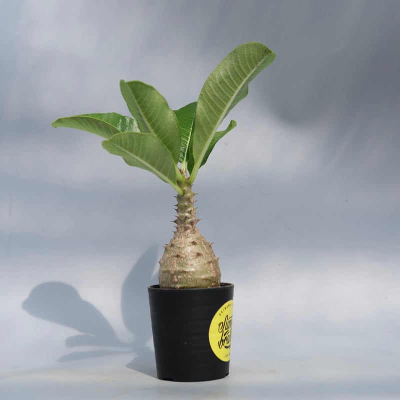 パキポディウム ウィンゾリー 実生株 068 Pachypodium windsorii