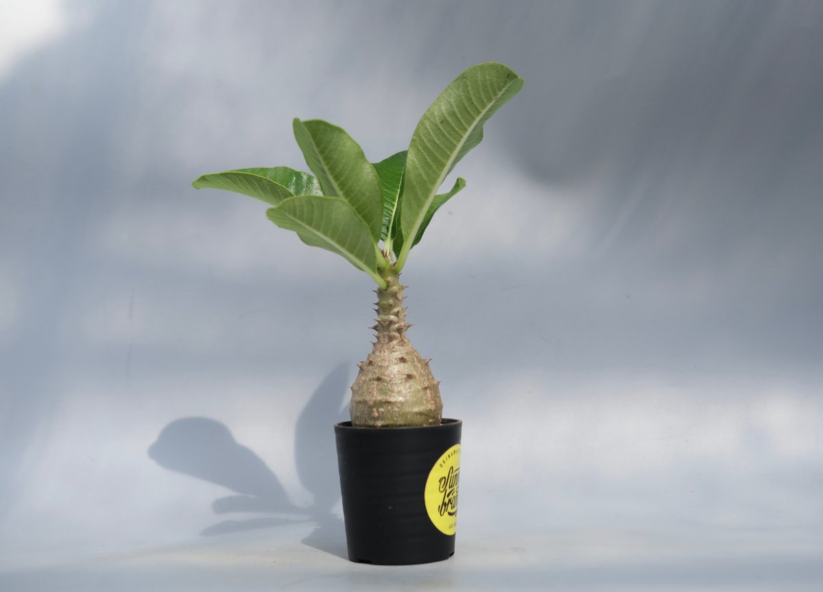 d*a様 パキポディウム　ウィンゾリー　実生 パキポディウム ウィンゾリー 実生 | hanayoshi-botanical