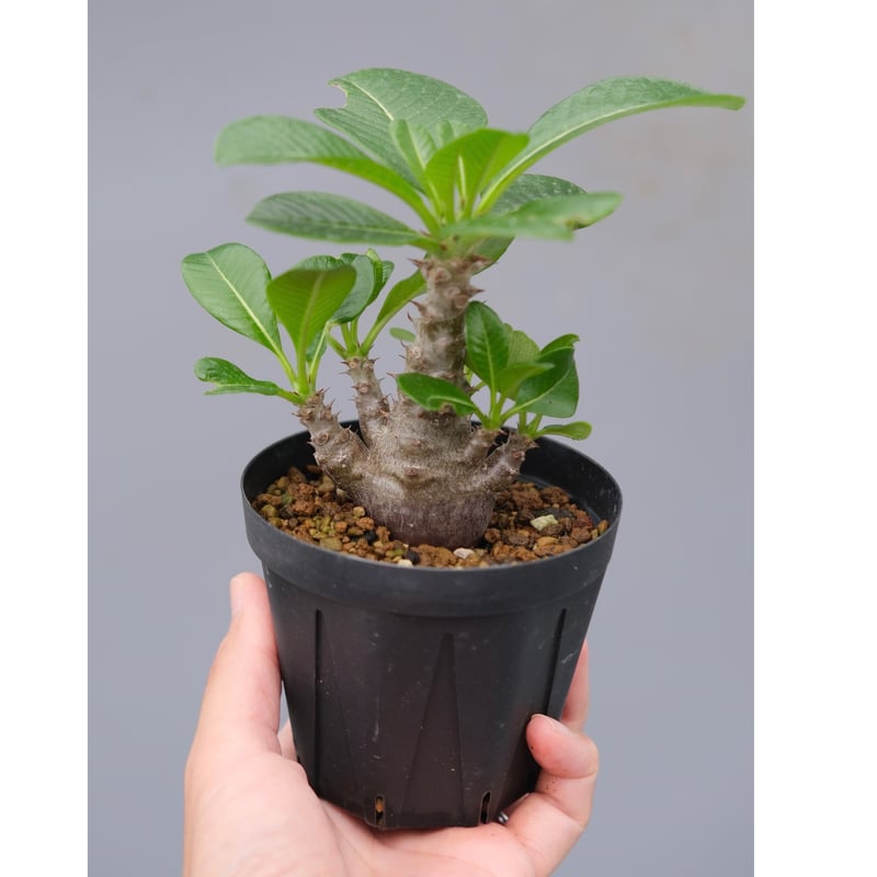 パキポディウム ウィンゾリー 実生株 039 Pachypodium windsorii |