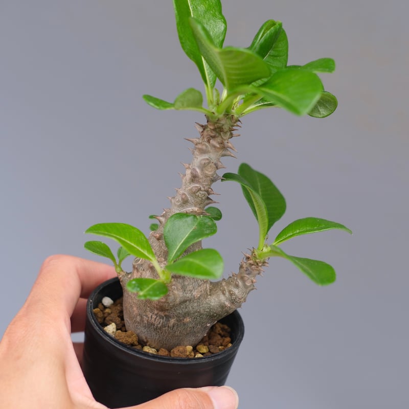 パキポディウム ウィンゾリー 実生株 055 Pachypodium windsorii |