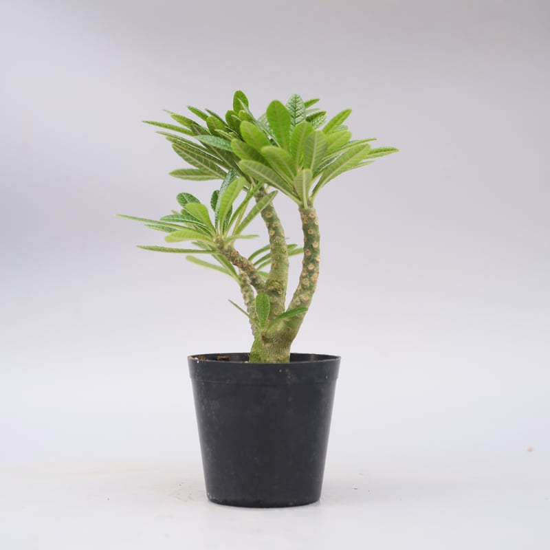 ドルステニア ギガス057 Dorstenia gigas | Sunny Branch