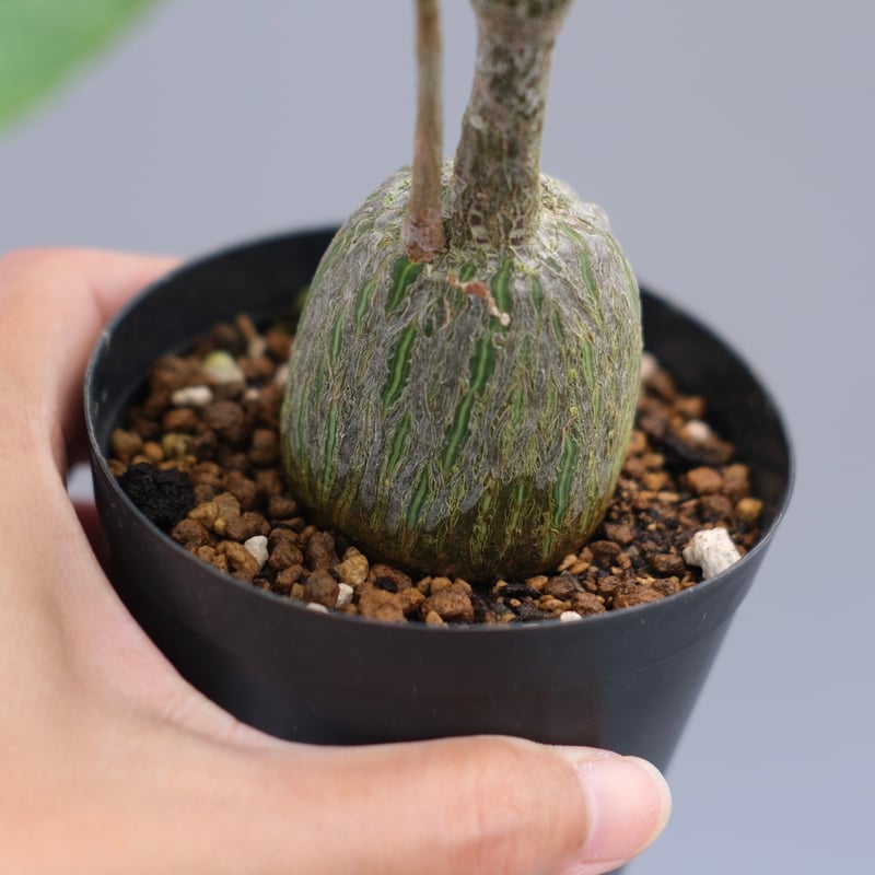 まんまる型 プセウド ボンバックス 050 Pseudobombax ellipticum |